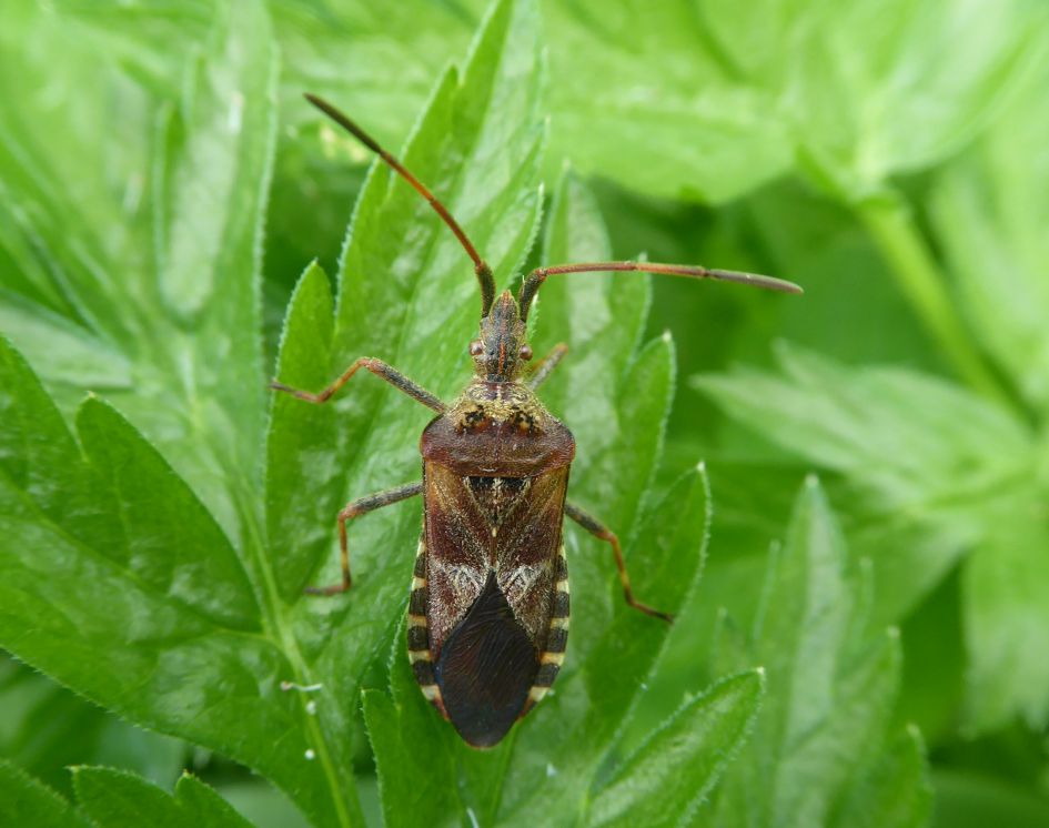 ter lering ende vermaak ...